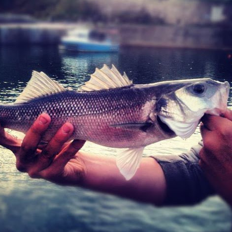 mackerel