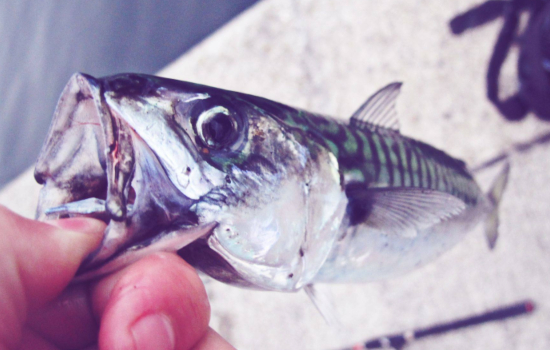 Cornwall Fishing Guide Fishing Spots In Cornwall Locals Methods Best Travel Rod