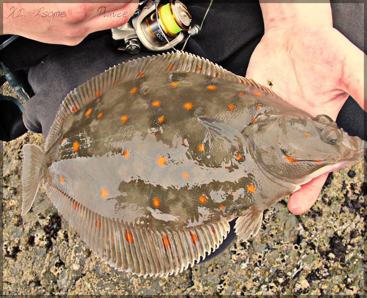 plaice