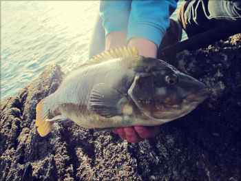 fishing mevagissey