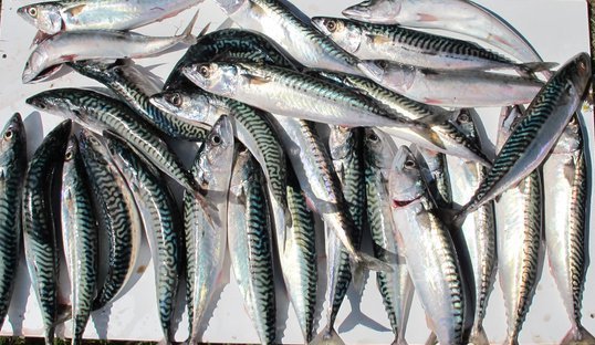 mackerel