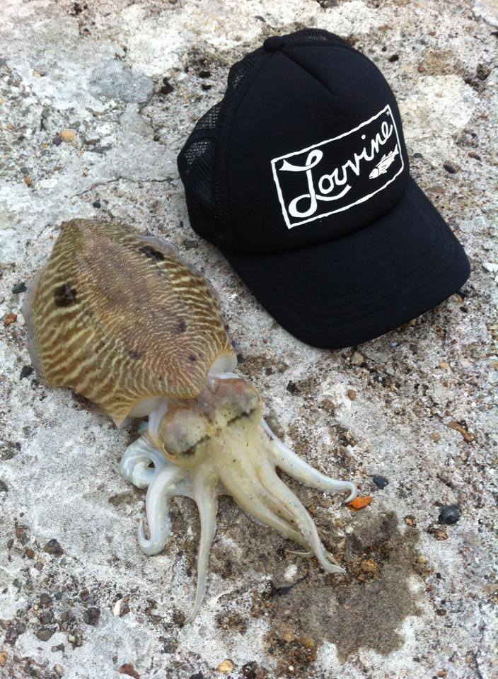 squid