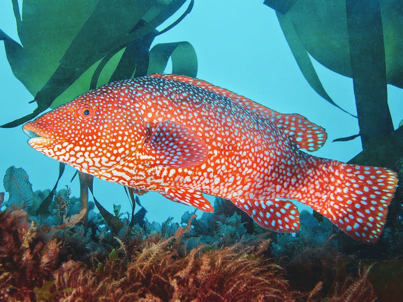 wrasse