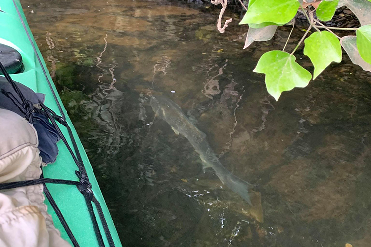 bass in shallows