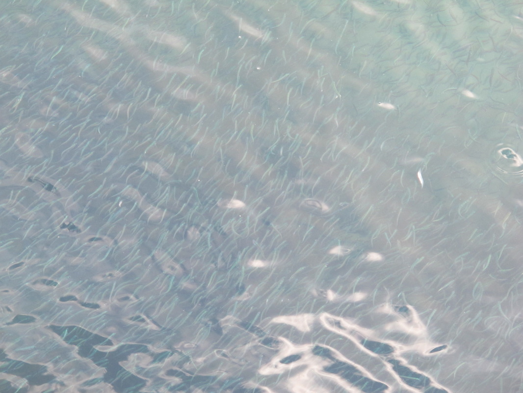mackerel targeting