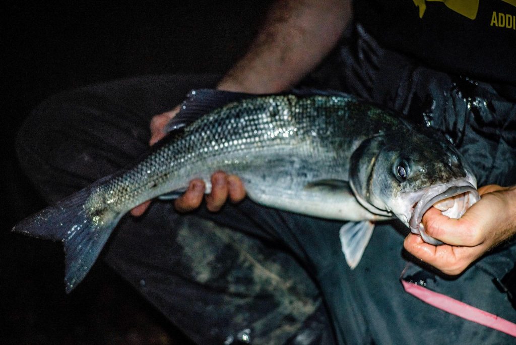 bass