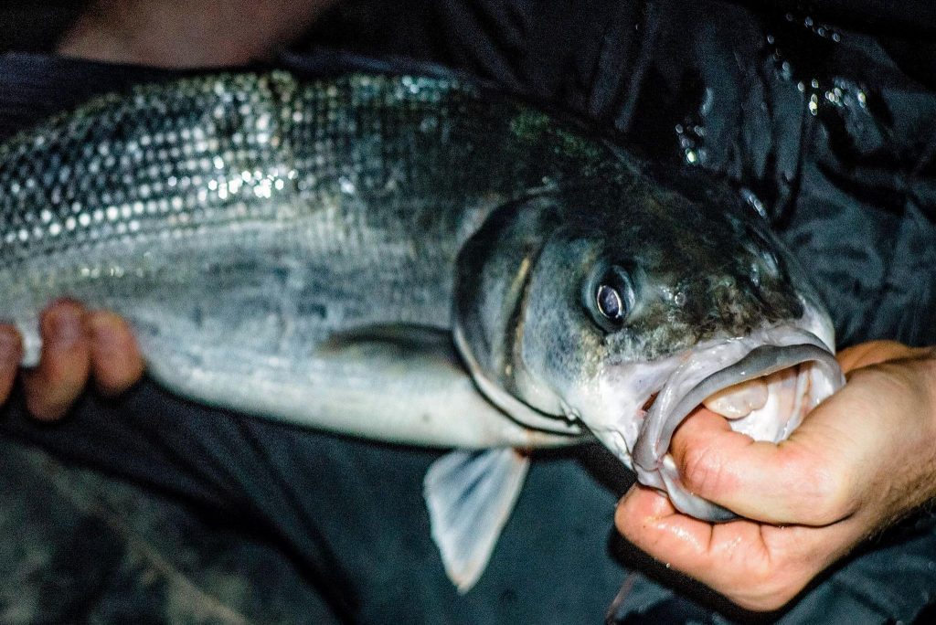 bassfishing