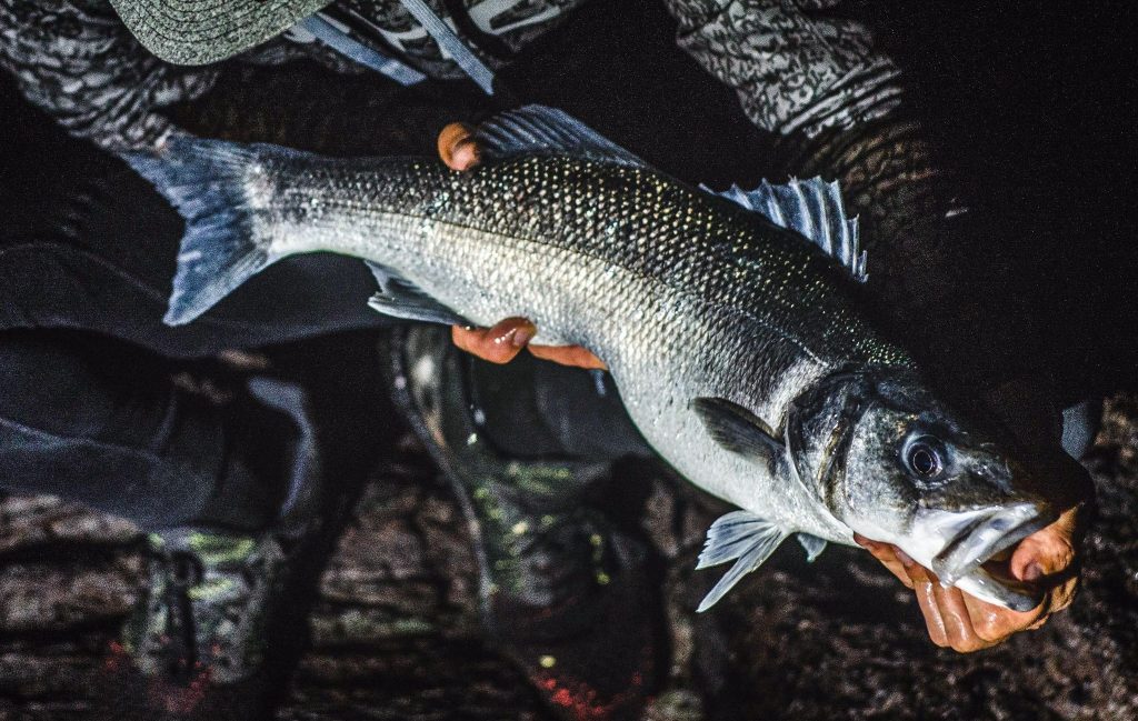 bass fishing guide