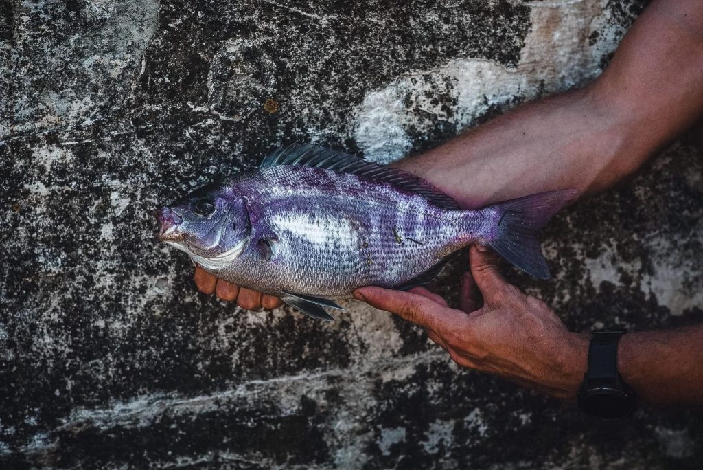 blackbream