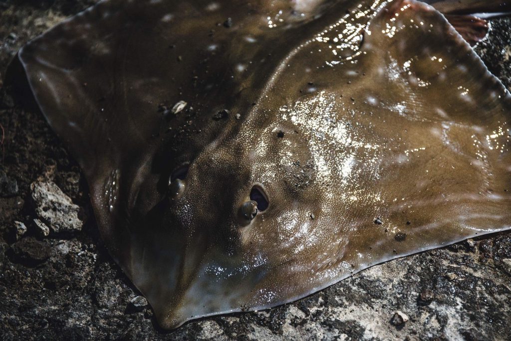 ray