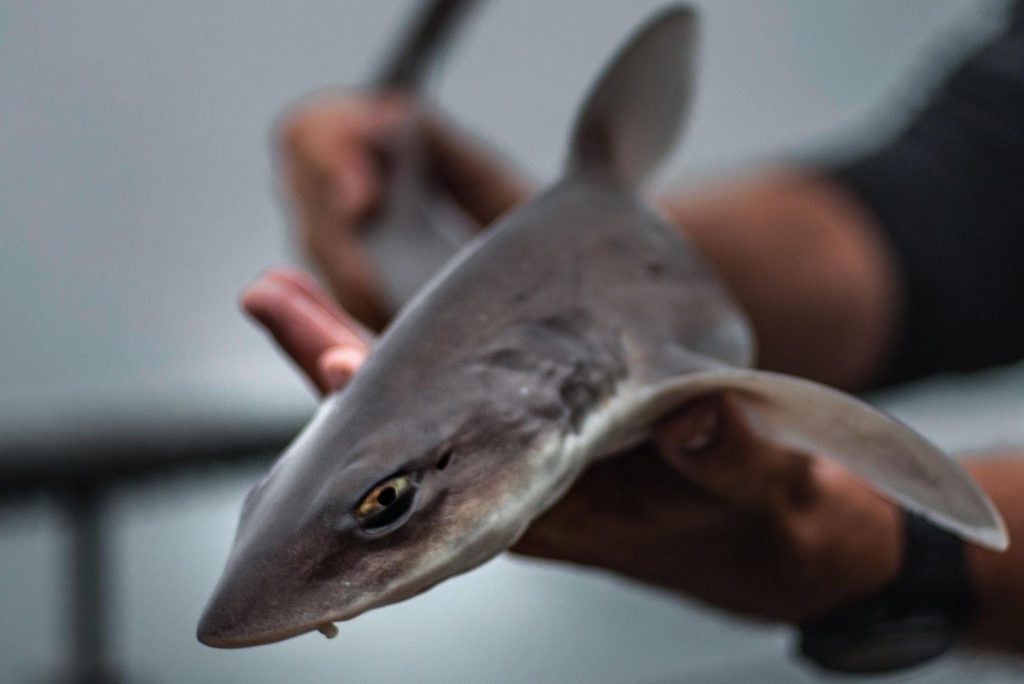 smooth hound