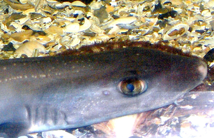 where to catch mackerel