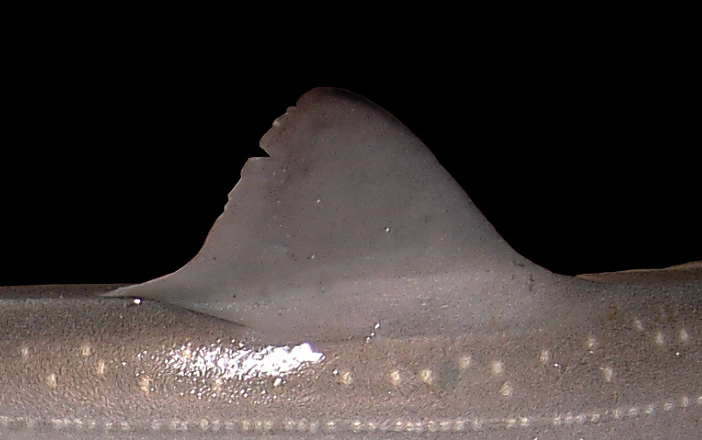 smooth hound season