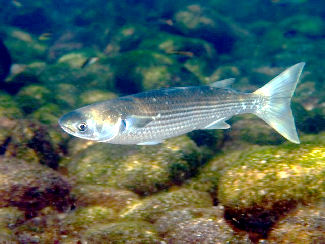 mullet
