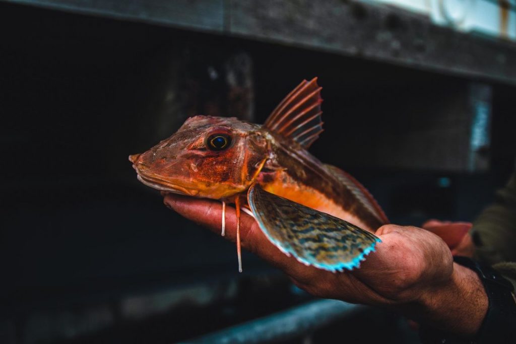 gurnard