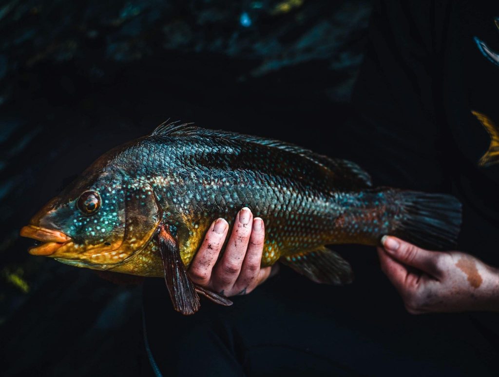 wrasse