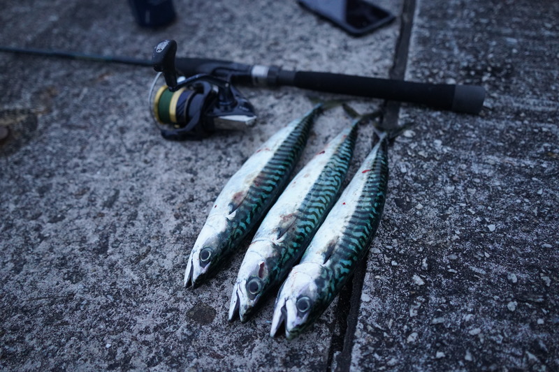 fishing mackerel hampshire